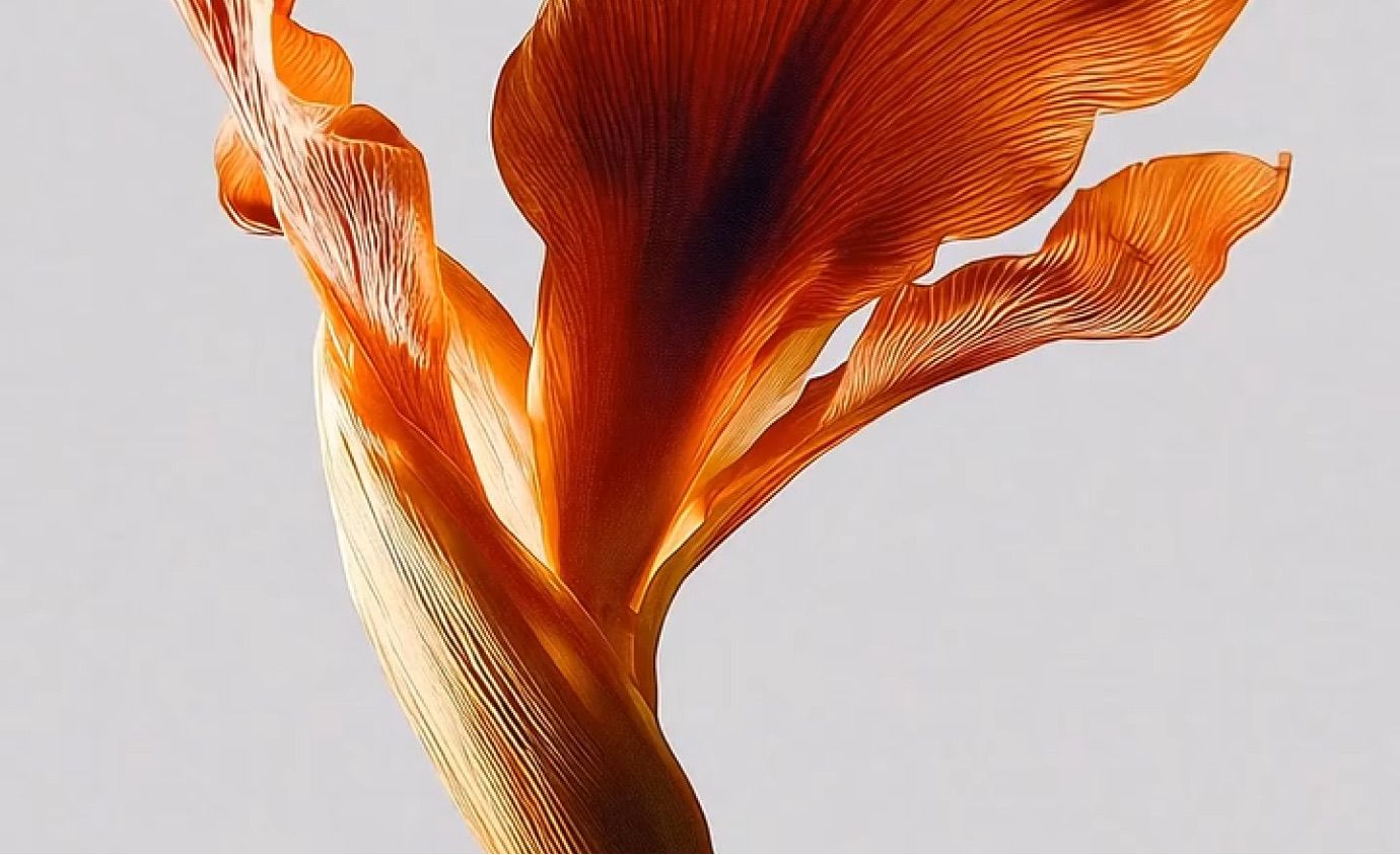 Orange flower petals in artistic close-up photography